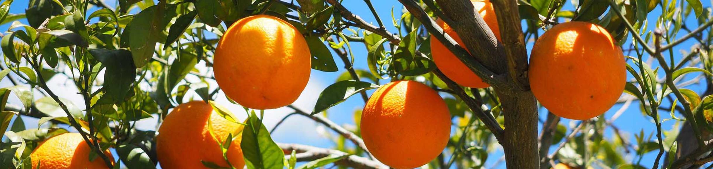 Oranges / pixabay.com