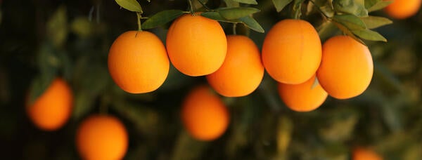 Agricultural Operations, CVC, oranges, (c) UCR Stan Lim 2019