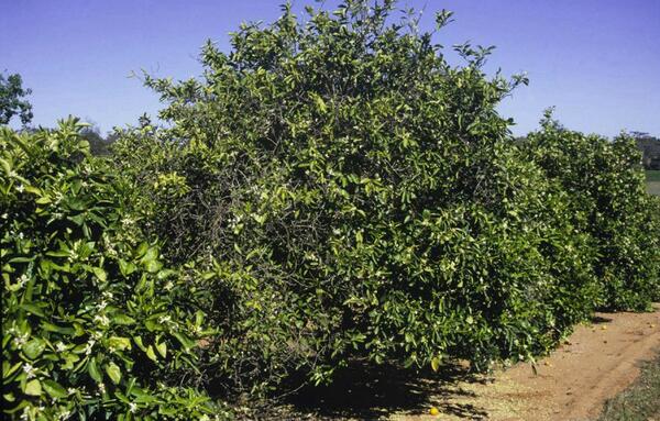 Citrus Blight 