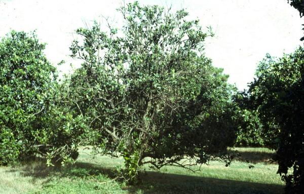 Citrus Blight 