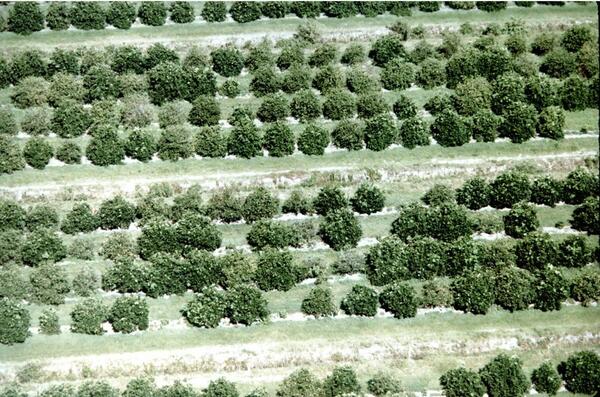 Citrus Blight 