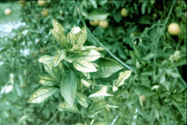 Citrus Blight 