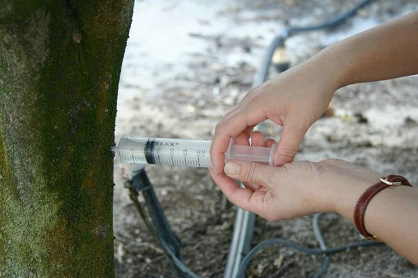 Citrus Blight 