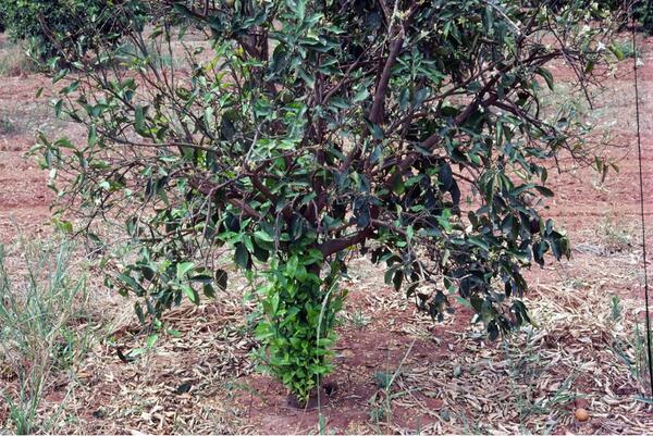 Citrus Blight 