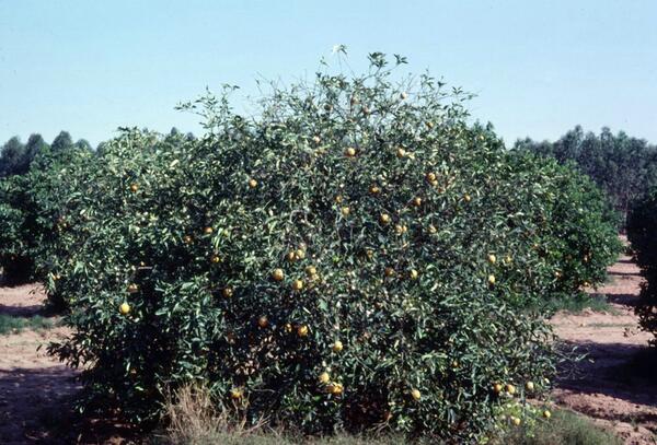 Citrus Blight 