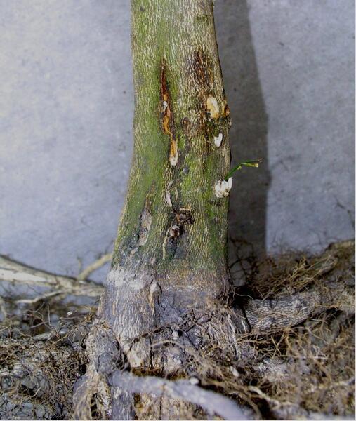 Fungus Diseases of Citrus 