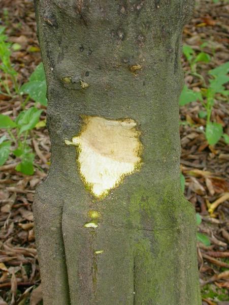 Fungus Diseases of Citrus 