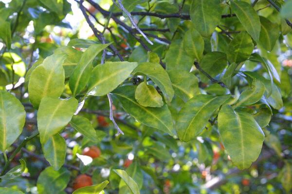 Fungus Diseases of Citrus 