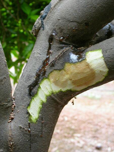 Fungus Diseases of Citrus 