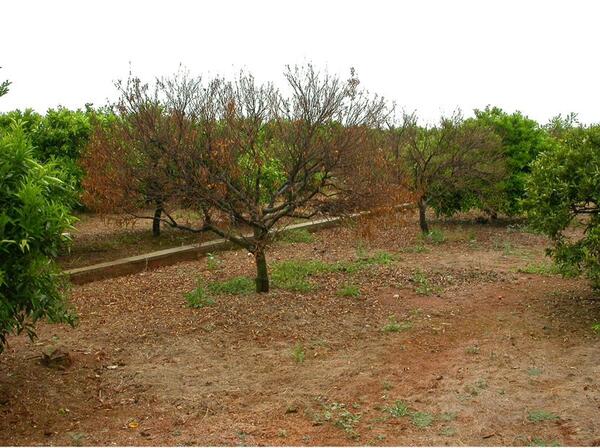 Fungus Diseases of Citrus 