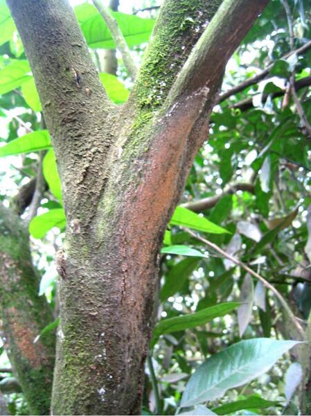 Fungus Diseases of Citrus 