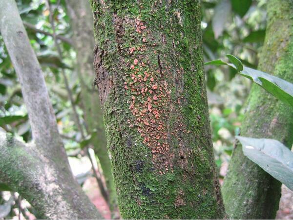 Fungus Diseases of Citrus 