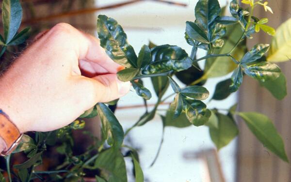 Citrus Tatter Leaf 