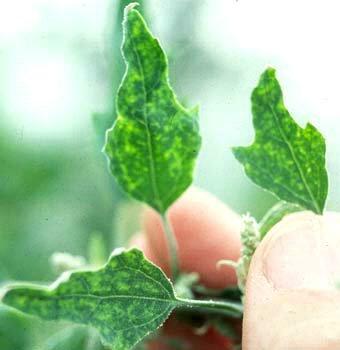 Citrus Tatter Leaf 