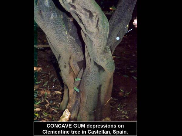 Concave Gum - Blind Pocket 