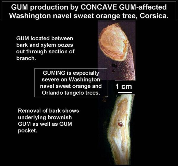 Concave Gum - Blind Pocket 