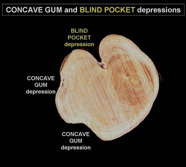 Concave Gum - Blind Pocket 