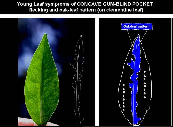 Concave Gum - Blind Pocket 