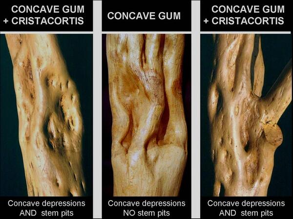 Concave Gum - Blind Pocket 