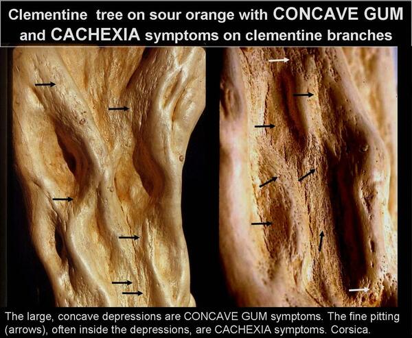 Concave Gum - Blind Pocket 