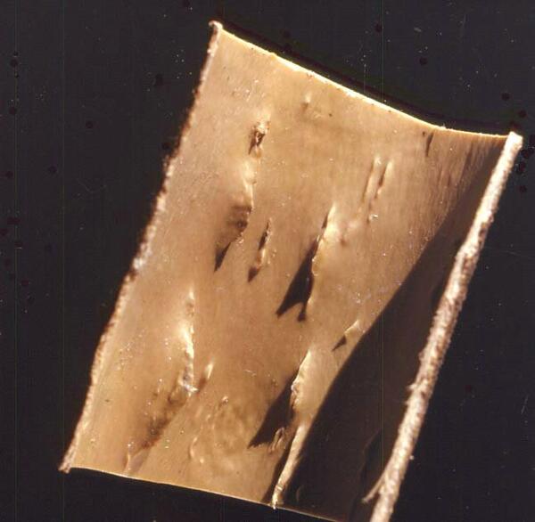 Cristacortis
