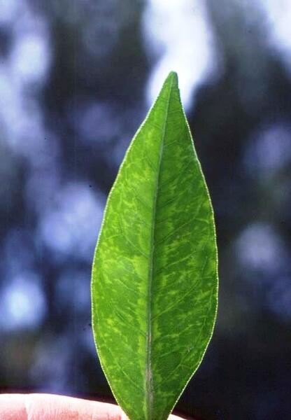 Cristacortis