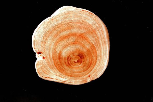 Cristacortis
