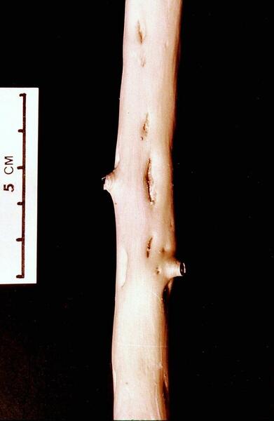 Cristacortis