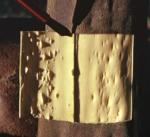 Cristacortis
