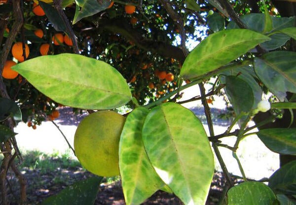 diseased citrus leaves