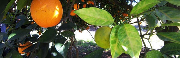 diseased citrus leaves