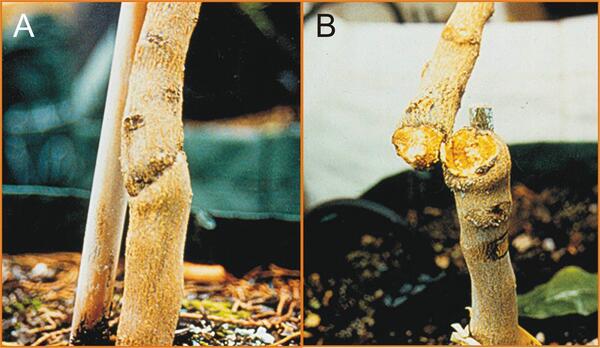 Dweet Mottle Disease 