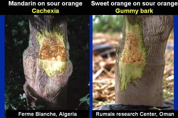 Kassala Disease 