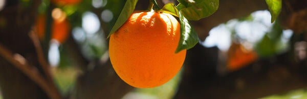 Oranges / pixabay.com