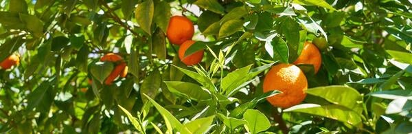 Oranges in tree