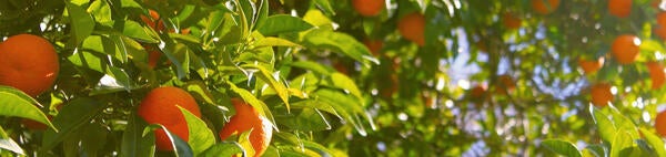 oranges in a tree (c) pixabay