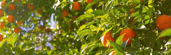 oranges in a tree (c) pixabay