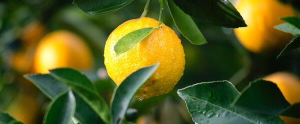 Oranges on a tree (c) pexels.com