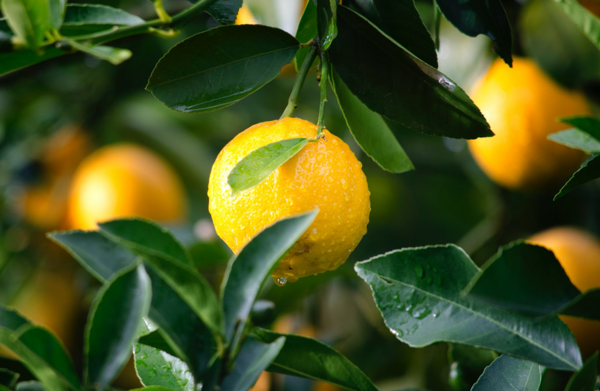 oranges on a tree (c) pexels