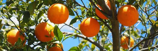 Oranges / pixabay.com