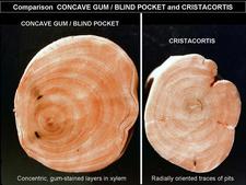 Concave Gum - Blind Pocket 