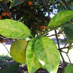 diseased citrus leaves