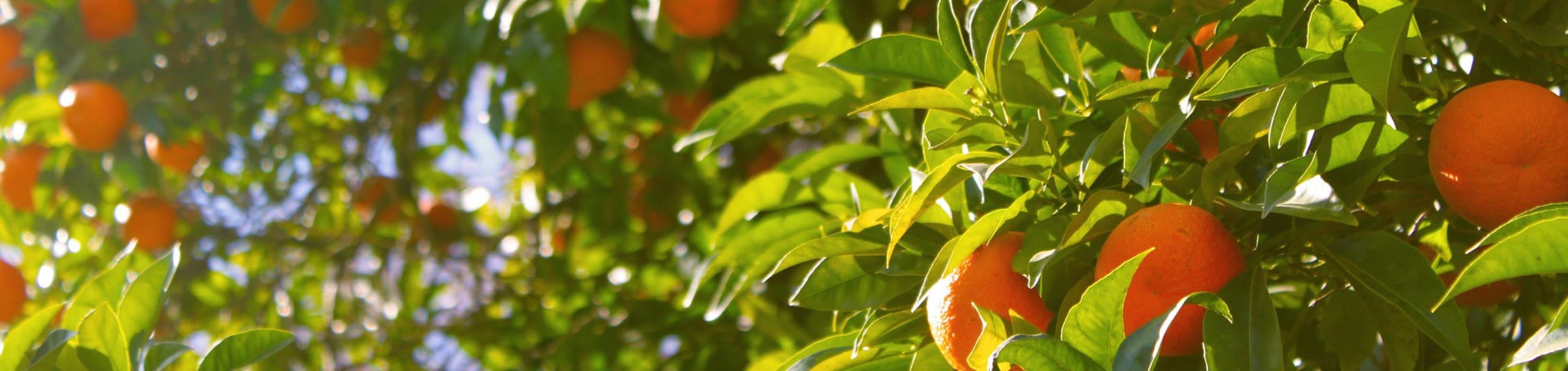 oranges in a tree (c) pixabay