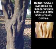 Concave Gum - Blind Pocket 